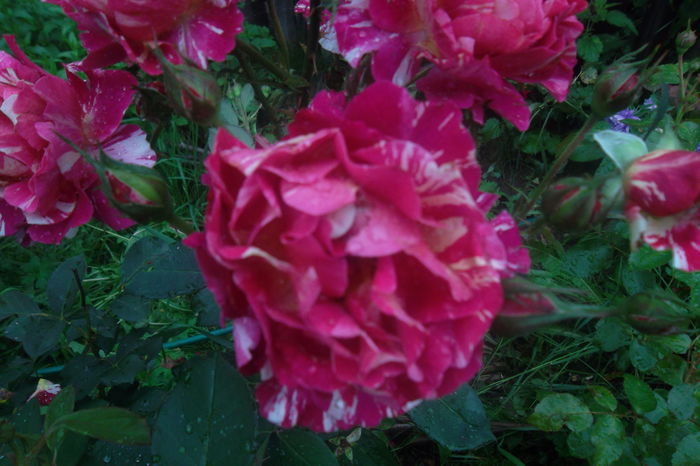 SAM_7584 - Trandafiri 2016