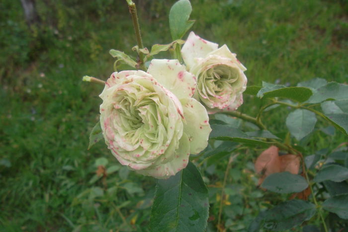 SAM_7579 - Trandafiri 2016