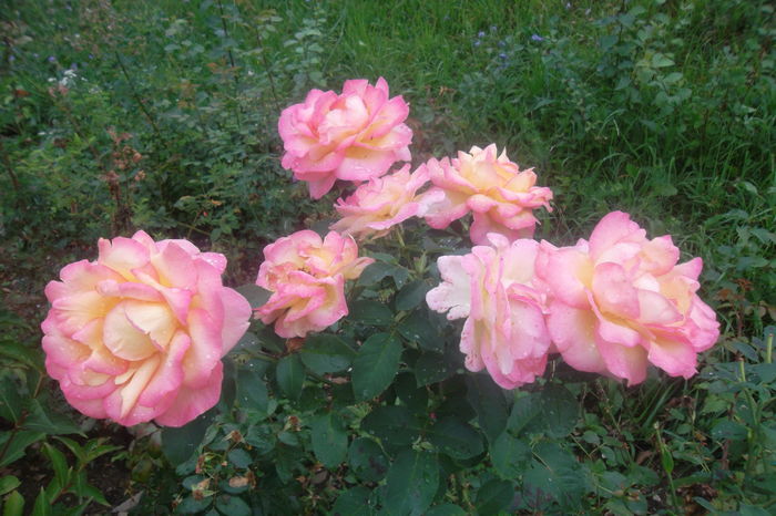 SAM_7578 - Trandafiri 2016