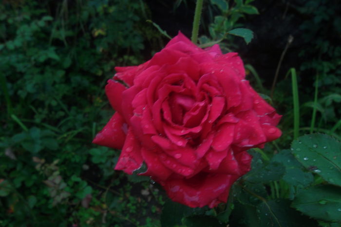 SAM_7573 - Trandafiri 2016