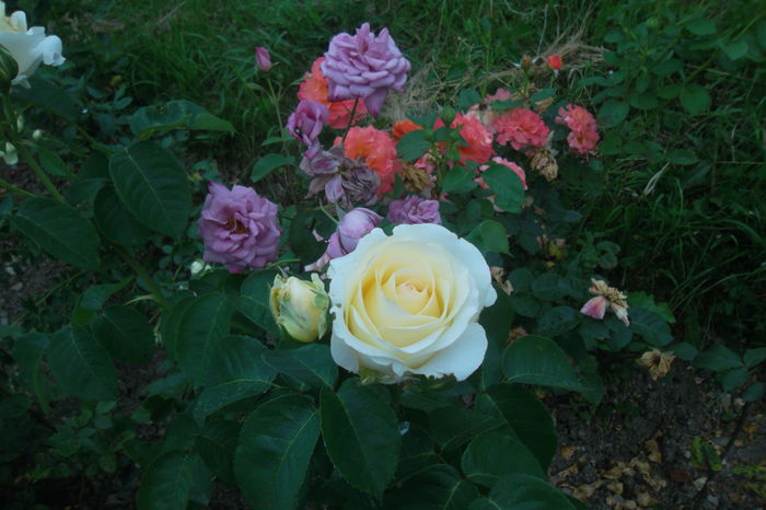 SAM_0970 - Trandafiri 2016