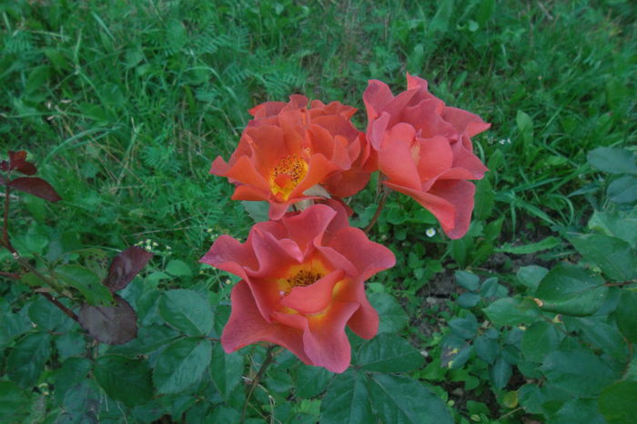 SAM_0968 - Trandafiri 2016