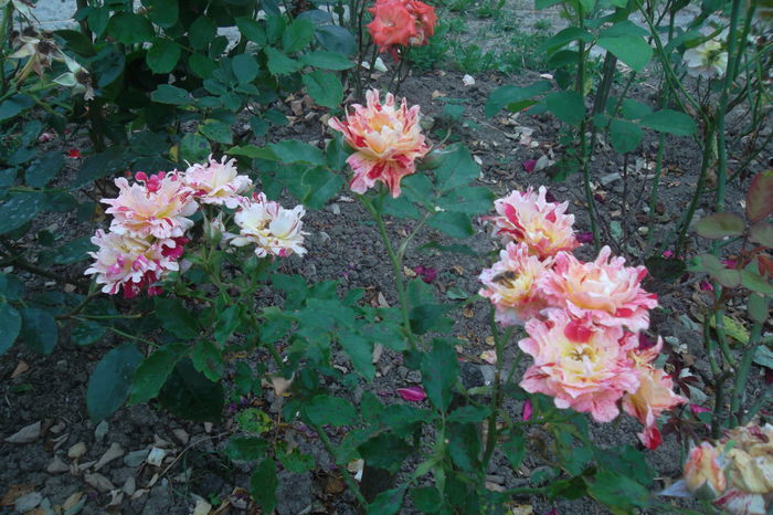 SAM_0962 - Trandafiri 2016