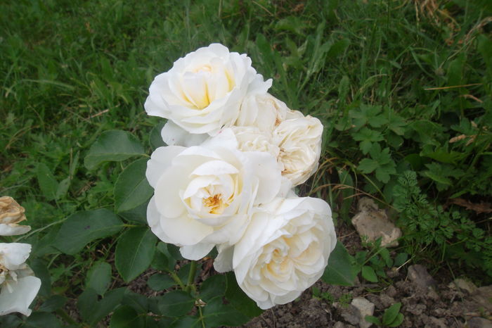 SAM_0955 - Trandafiri 2016