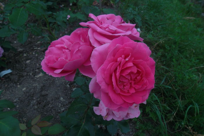 SAM_0951 - Trandafiri 2016