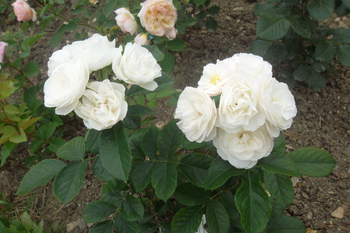 SAM_0950 - Trandafiri 2016