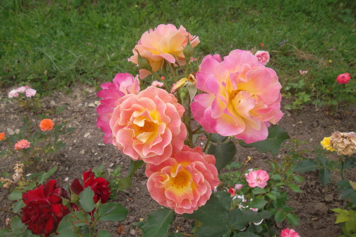 SAM_0946