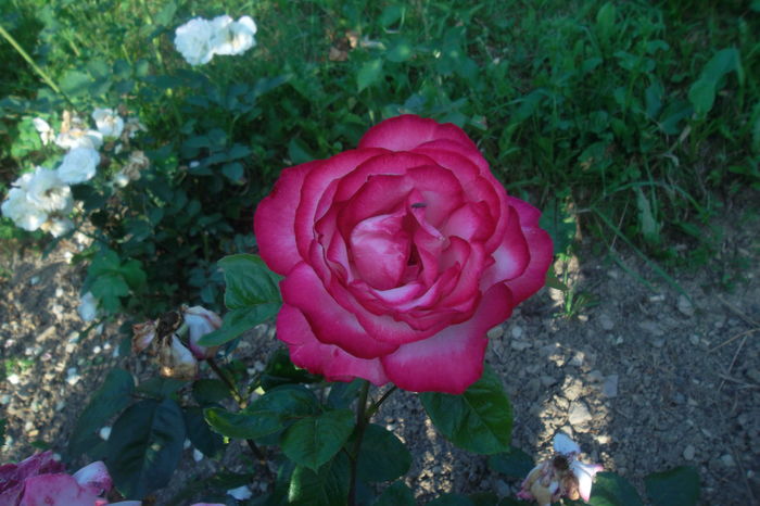 SAM_0924 - Trandafiri 2016