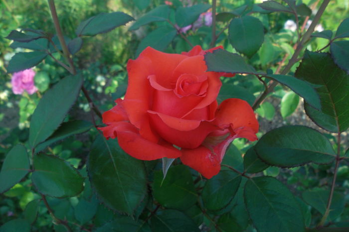 SAM_0923 - Trandafiri 2016