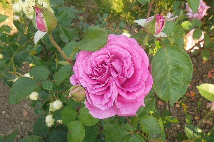 SAM_0918 - Trandafiri 2016