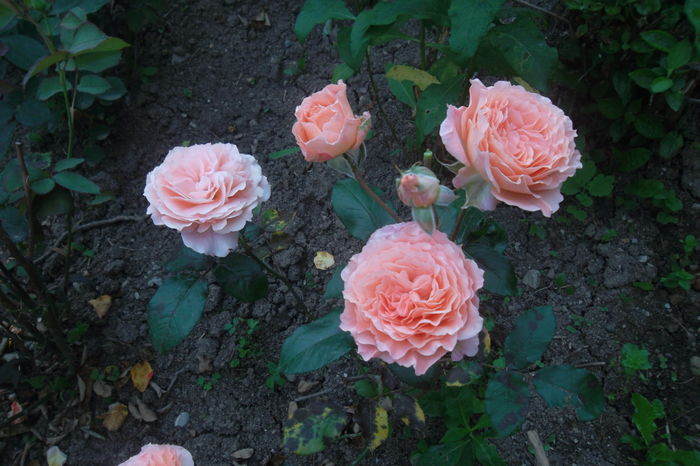 Froufroutante jackie