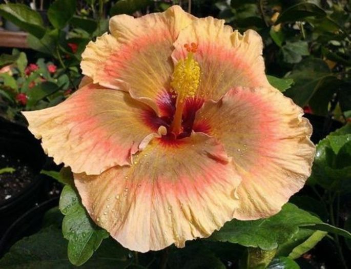 m. spring sun - SEminte HIBISCUS TROPICAL de MOOREA 2016 parinti