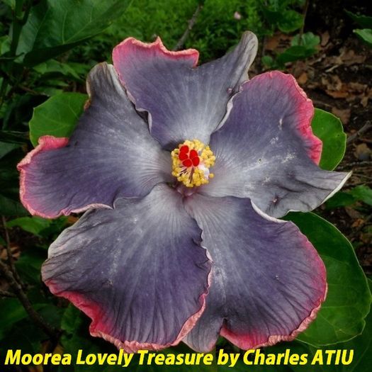 M.Lovely Treasure - SEminte HIBISCUS TROPICAL de MOOREA 2016 parinti