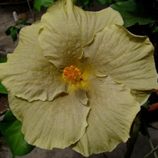 Moorea Primavera - SEminte HIBISCUS TROPICAL de MOOREA 2016 parinti