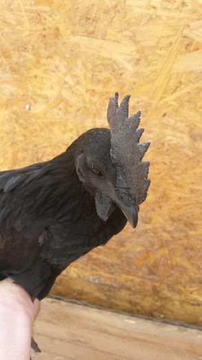 20160814_152904 - Ayam Cemani