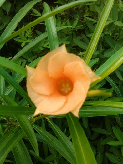 thevetia —flori - alte flori 2
