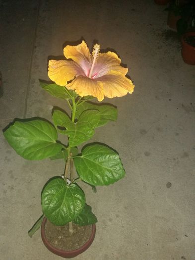  - Tahitian Sophistication
