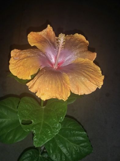  - Tahitian Sophistication