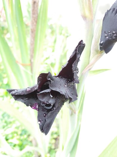 20160816_130933 - Colectia de gladiole 2016