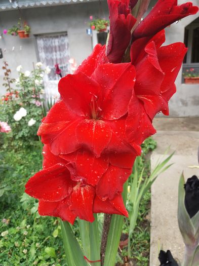 20160816_130920 - Colectia de gladiole 2016