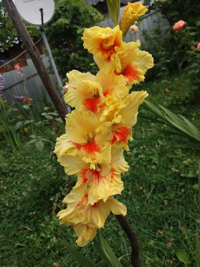 20160816_130910 - Colectia de gladiole 2016