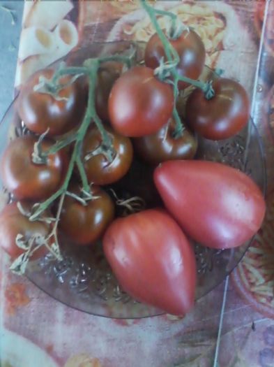 13921177_1740724452863561_7015883483614485811_n - a-a Gradina de legume  2016
