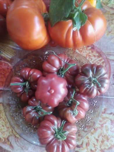 13924989_1740729179529755_4197735594723279421_n - a-a Gradina de legume  2016