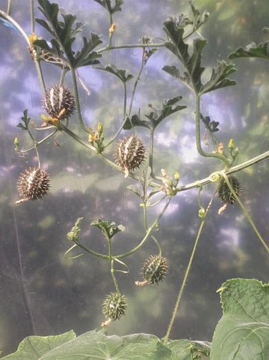 13776036_1737746606494679_5922919756921370555_n - a-a Gradina de legume  2016