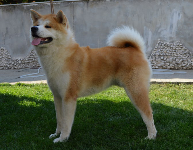  - Cateii mei Akita Inu