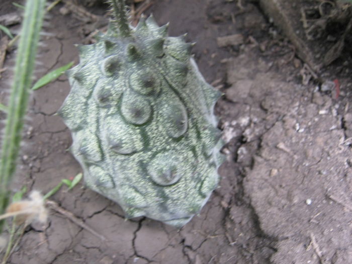 kiwano