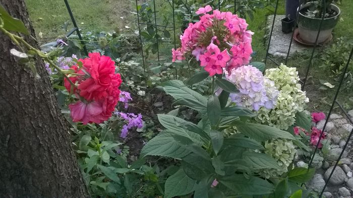  - Phlox si alte perene