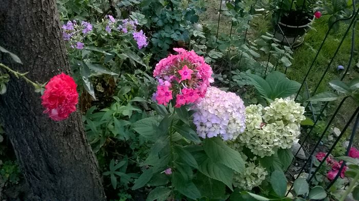 - Phlox si alte perene