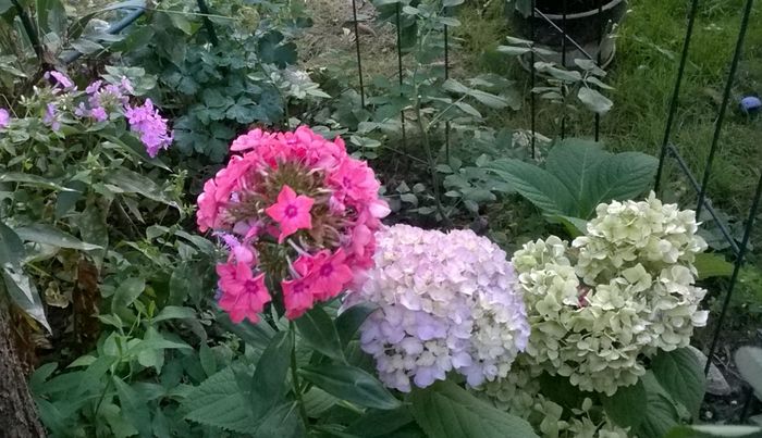  - Phlox si alte perene
