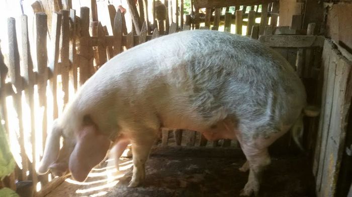 porc linia bunicului; Peste 30 de ani de selectie la aceasta linie!!!
