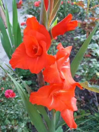 20160805_065300 - Colectia de gladiole 2016