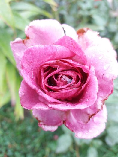 20160812_115847 - Violette Parfumee