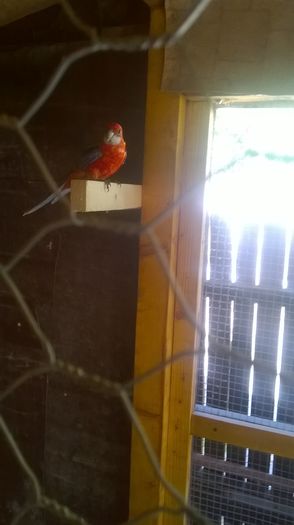 WP_20160816_005 - papagali rossela