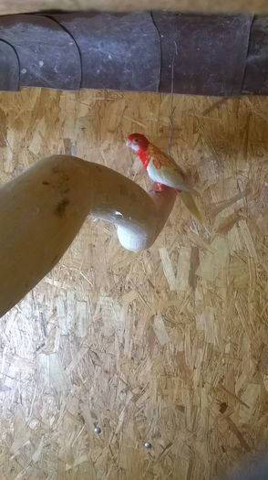 WP_20160816_008 - papagali rossela
