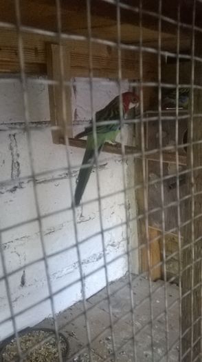 WP_20160816_016 - papagali rossela