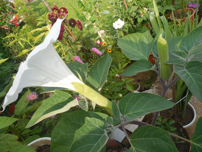 DSCN2288; Datura alba
