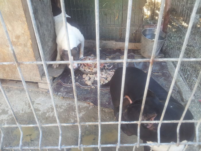 Max si Sheba la masa!