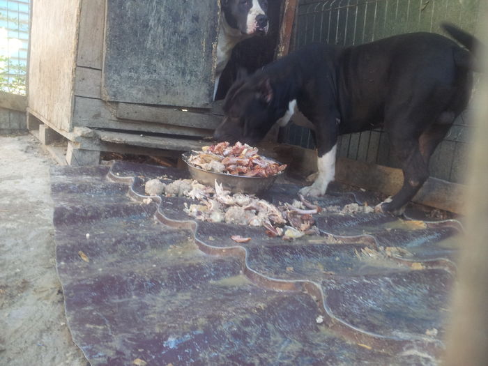 00; Max si Sheba la masa!
