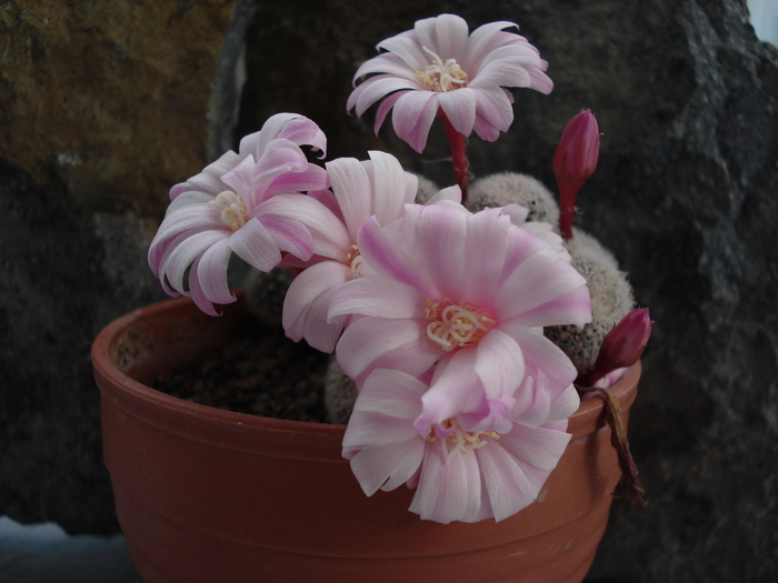 DSC08706 - Cactusi