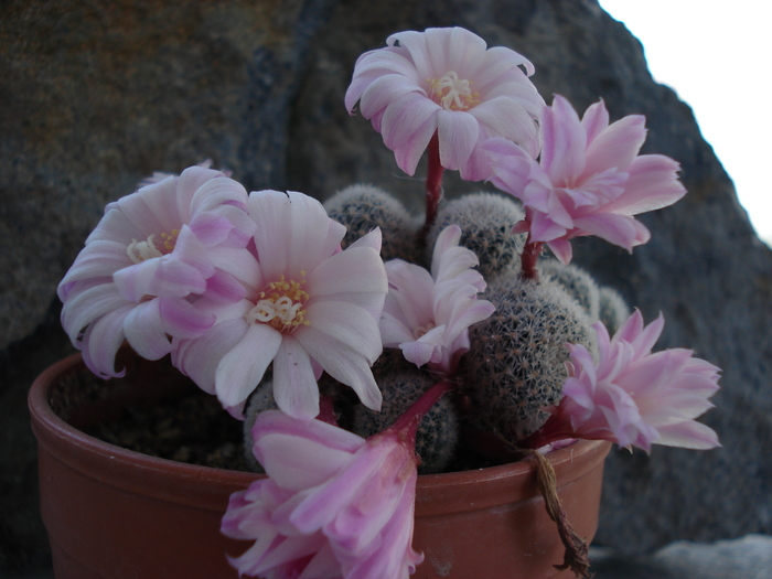 DSC08732 - Cactusi