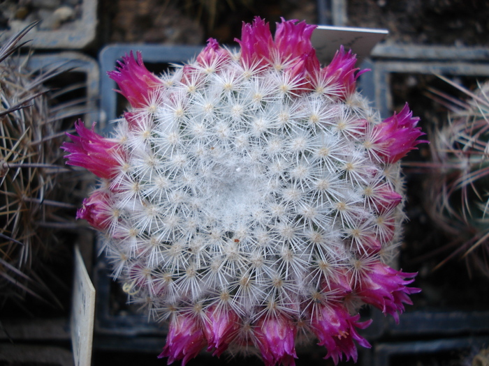 DSC08744 - Cactusi