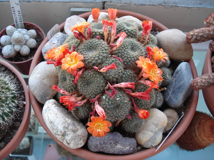 DSC08747 - Cactusi