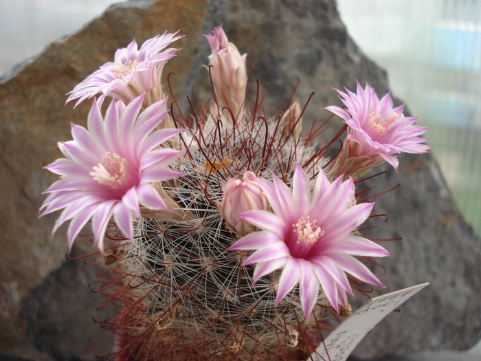 DSC08748 - Cactusi
