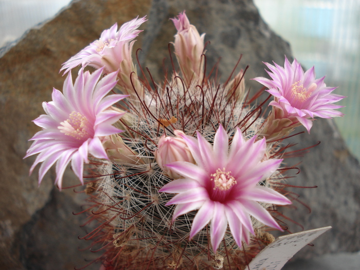 DSC08750 - Cactusi