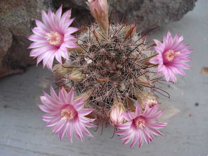 DSC08751 - Cactusi