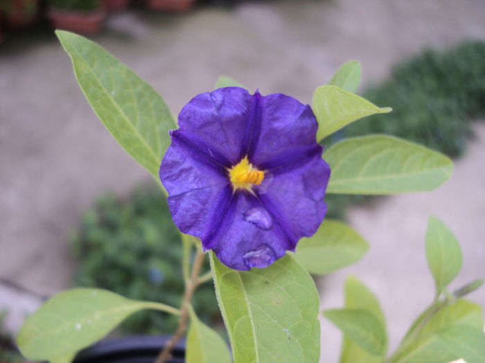 Arbust de gentiana (Solanum Rantonnetii ) - VARA 2016